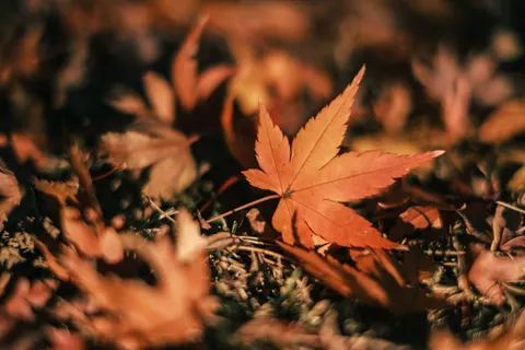 Autumn Maple Leaves 4K Wallpaper · autumn · 3840×2560