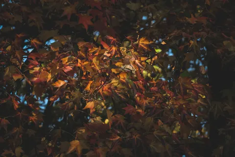 Autumn Maple Leaves 4K Wallpaper · autumn · 3840×2560