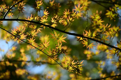 Autumn Maple Leaves 4K Wallpaper · autumn · 3840×2560