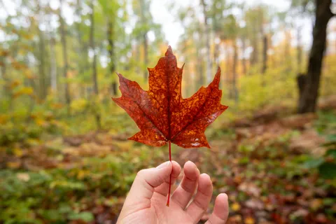 Autumn Maple Leaves 4K Wallpaper · autumn · 3840×2560