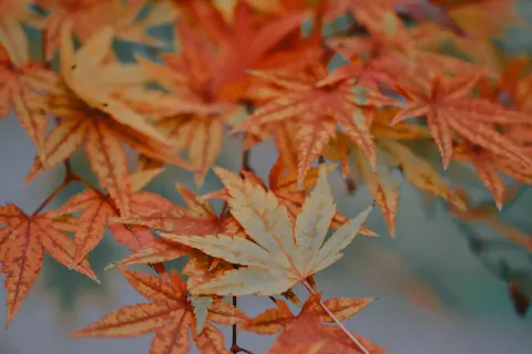Autumn Maple Leaves 4K Wallpaper · autumn · 3840×2560
