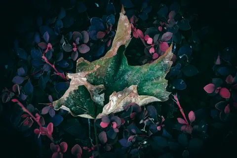 Autumn Maple Leaves 4K Wallpaper · autumn · 3840×2560