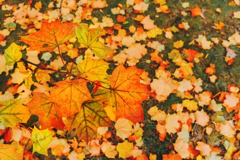 Autumn Maple Leaves 4K Wallpaper · autumn · 3840×2560