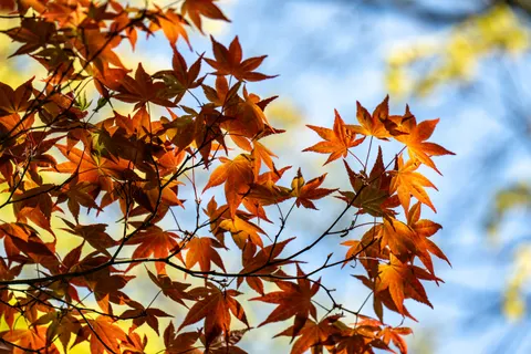 Autumn Maple Leaves 4K Wallpaper · autumn · 3840×2560
