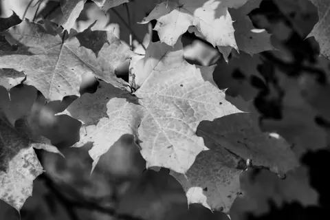 Autumn Maple Leaves 4K Wallpaper · autumn · 3840×2560