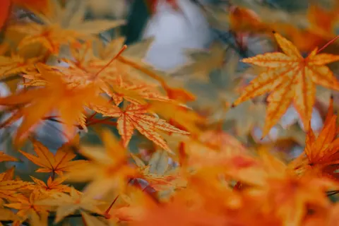 Autumn Maple Leaves 4K Wallpaper · autumn · 3840×2560