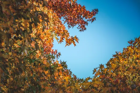 Autumn Maple Leaves 4K Wallpaper · autumn · 3840×2560