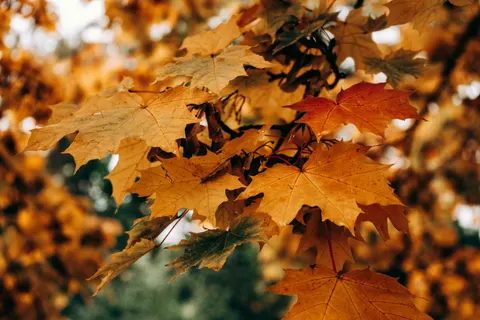 Autumn Maple Leaves 4K Wallpaper · autumn · 3840×2560