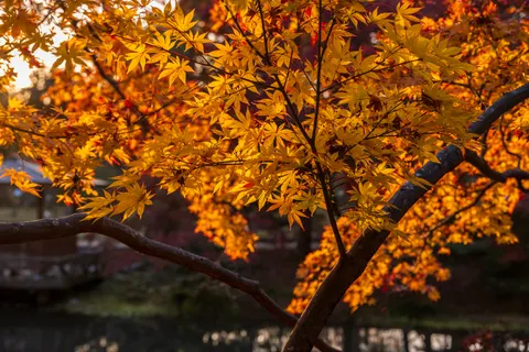 Autumn Maple Leaves 4K Wallpaper · autumn · 3840×2560