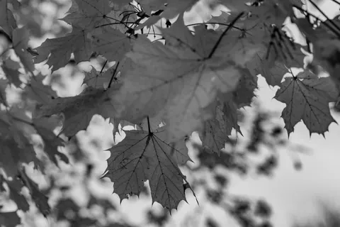 Autumn Maple Leaves 4K Wallpaper · autumn · 3840×2560