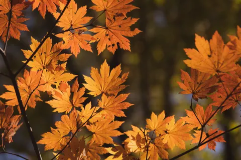 Autumn Maple Leaves 4K Wallpaper · autumn · 3840×2560