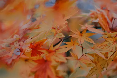 Autumn Maple Leaves 4K Wallpaper · autumn · 3840×2560