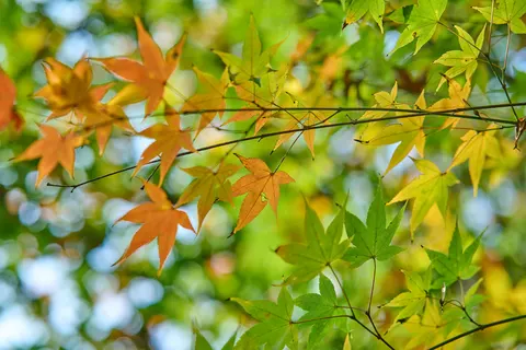 Autumn Maple Leaves 4K Wallpaper · autumn · 3840×2560