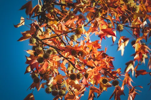 Autumn Maple Leaves 4K Wallpaper · autumn · 3840×2560