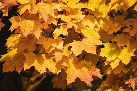 Autumn Maple Leaves 4K Wallpaper · autumn · 3840×2560