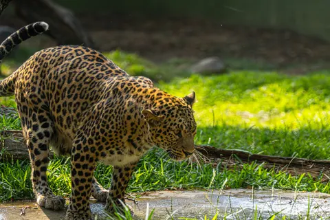 خلفية نمر مرقط بدقة 4K · animals · 3840×2560