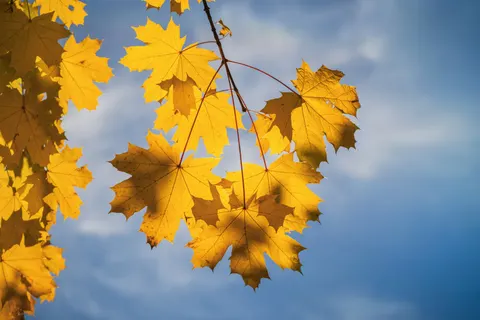 Autumn Maple Leaves 4K Wallpaper · autumn · 3840×2560