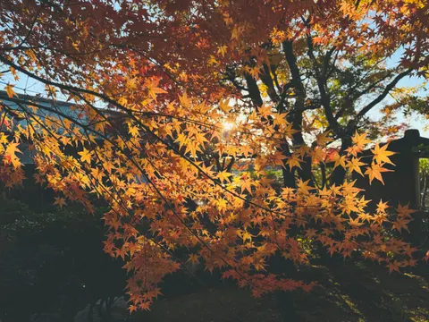 Autumn Maple Leaves 4K Wallpaper · autumn · 3840×2880