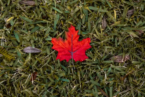 Autumn Maple Leaves 4K Wallpaper · autumn · 3840×2560