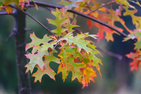 Autumn Maple Leaves 4K Wallpaper · autumn · 3840×2560