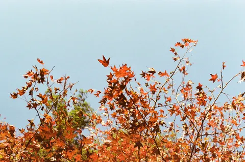 Autumn Maple Leaves 4K Wallpaper · autumn · 3840×2547