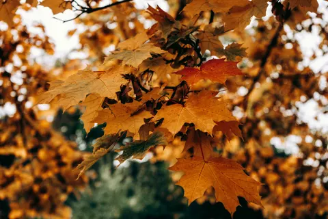 Autumn Maple Leaves 4K Wallpaper · autumn · 3840×2560