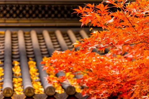 Autumn Maple Leaves 4K Wallpaper · autumn · 3840×2561