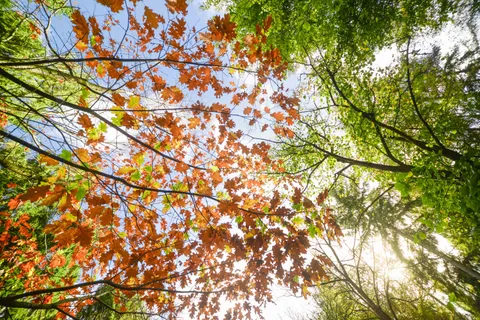Autumn Maple Leaves 4K Wallpaper · autumn · 3840×2563