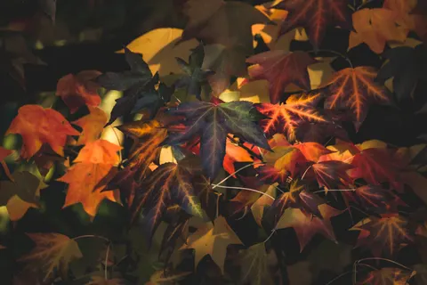 Autumn Maple Leaves 4K Wallpaper · autumn · 3840×2560