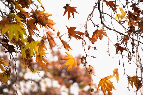 Autumn Maple Leaves 4K Wallpaper · autumn · 3840×2560