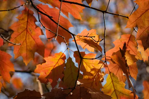 Autumn Maple Leaves 4K Wallpaper · autumn · 3840×2560