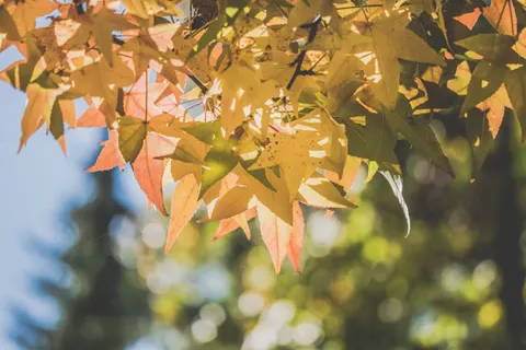 Autumn Maple Leaves 4K Wallpaper · autumn · 3840×2560