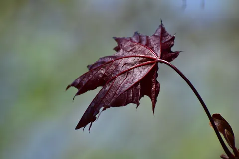 Autumn Maple Leaves 4K Wallpaper · autumn · 3840×2560