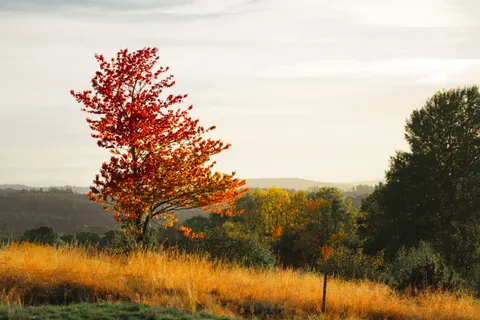 Autumn Maple Leaves 4K Wallpaper · autumn · 3840×2560