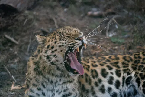 خلفية نمر مرقط بدقة 4K · animals · 3840×2561