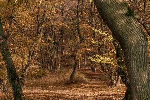 Autumn Park 4K Wallpaper · autumn · 3840×2560