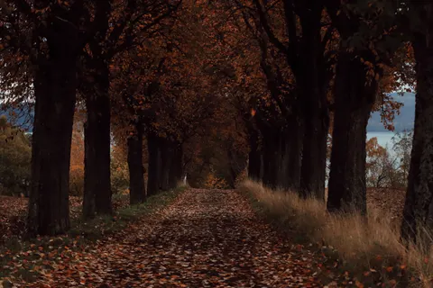 Autumn Park 4K Wallpaper · autumn · 3840×2560