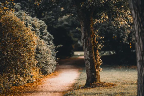 Autumn Park 4K Wallpaper · autumn · 3840×2560