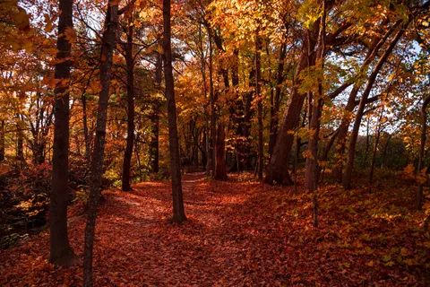 Autumn Park 4K Wallpaper · autumn · 3840×2563