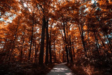 Autumn Park 4K Wallpaper · autumn · 3840×2560