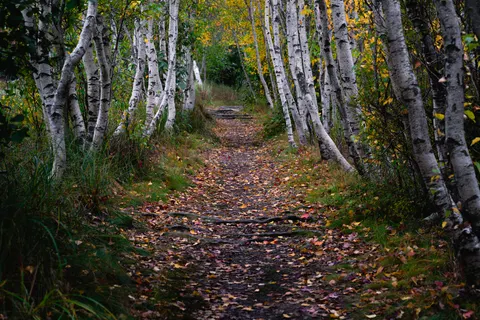 Autumn Park 4K Wallpaper · autumn · 3840×2560