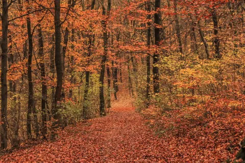 Autumn Park 4K Wallpaper · autumn · 3840×2560