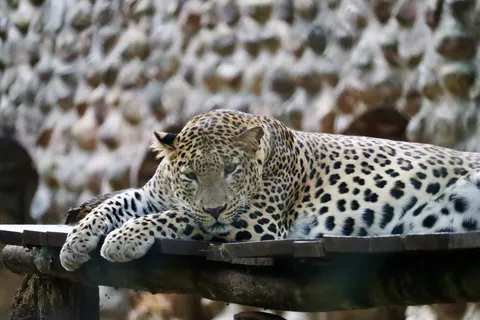 خلفية نمر مرقط بدقة 4K · animals · 3840×2560