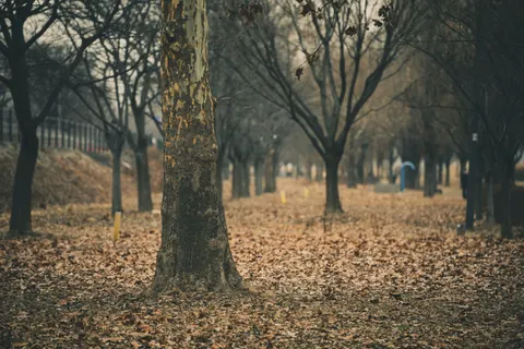 Autumn Park 4K Wallpaper · autumn · 3840×2560