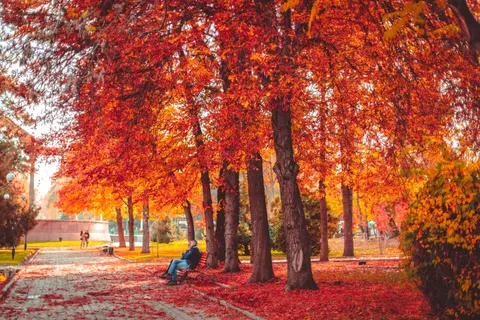 Autumn Park 4K Wallpaper · autumn · 3840×2560
