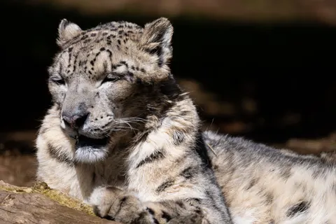 خلفية نمر مرقط بدقة 4K · animals · 3840×2560