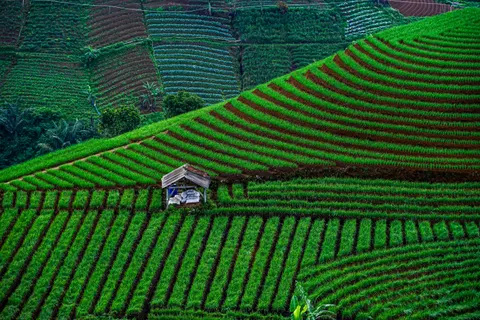 Rice Terraces 4K Wallpaper · nature · 3840×2560