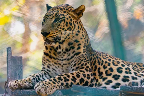 خلفية نمر مرقط بدقة 4K · animals · 3840×2560