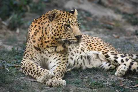 خلفية نمر مرقط بدقة 4K · animals · 3840×2560