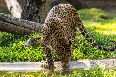 خلفية نمر مرقط بدقة 4K · animals · 3840×2560